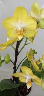 PHALENOPSIS storczyk multiflora 4