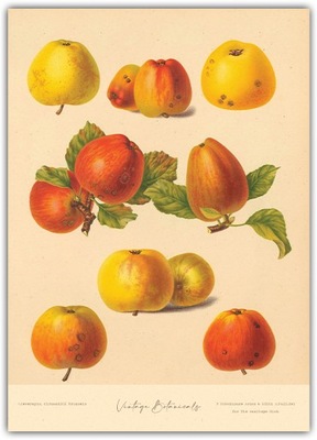 Plakat Vintage Jabłka 50x70 owoce drzewa jabłoni Kuchnia rycina botaniczna