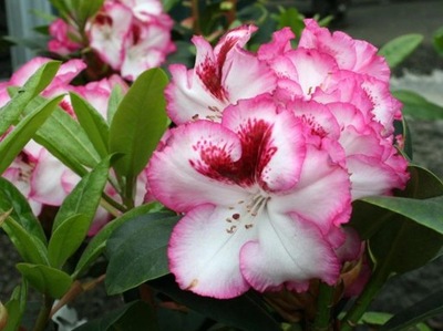 Rododendron Cherry Cheesecake (pojemnik p9)