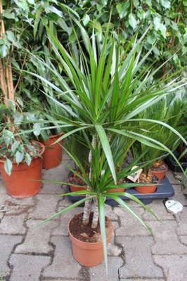 DRACENA MARGINATA OBRZEŻONA BARDZO DUŻA! OKAZJA !! PROMOCJA!