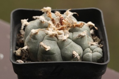 Kaktusy. Lophophora williamsii huizache nr4