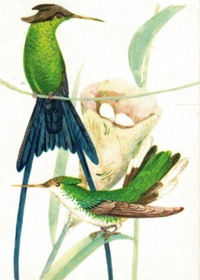 Pocztówka Kolibry Alojzy Balcerzak bez obiegu