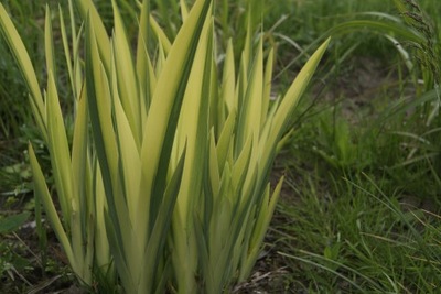 Kosaciec żółty Iris pseudocorus 'Variegata'