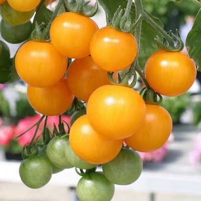 Żółte pomidorki do doniczek - Pomidor Ola Polka