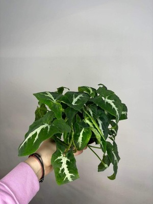 Syngonium Wendlandi