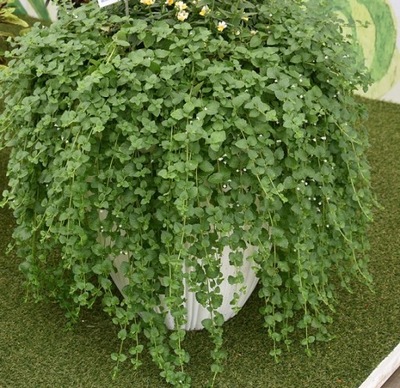 Satureja douglasii Indian Mint (cząber) zioła SADZONKA