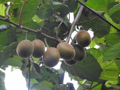 Kiwi - Actinidia chinensis - nasiona