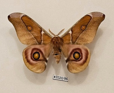 Motyl Antherina suraka samiec 97 mm.