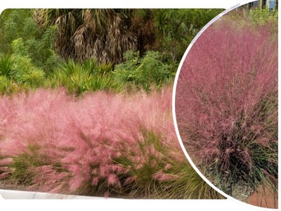 TRAWA 'Muhlenbergia Capillaris' MUHLENBERGIA