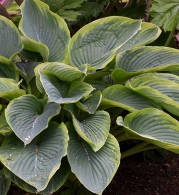 Funkia GIGANT "SHADOWLAND WU-LA-LA" Hosta sadzonka