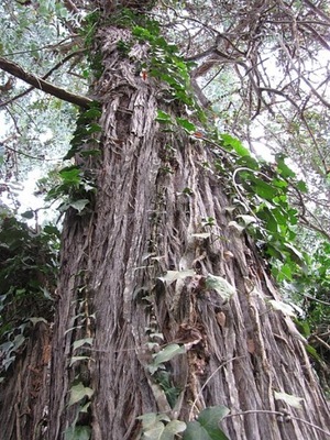 EUKALIPTUS POPIELATY - EUCALYPTUS CINEREA