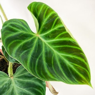 PHILODENDRON VERRUCOSUM Filodendron brodawkowaty