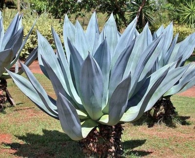 Niebieska Agave Americana (Toliman Blue) 10 nasion