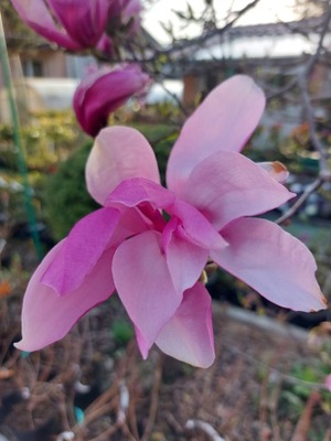 Magnolia 'Orchid'