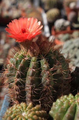 Kaktusy. Notocactus ottonis v. vencluianus