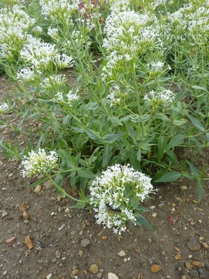 OSTROGOWIEC BIAŁY-RZADKOŚĆ- CENTRANTHUS ALBA