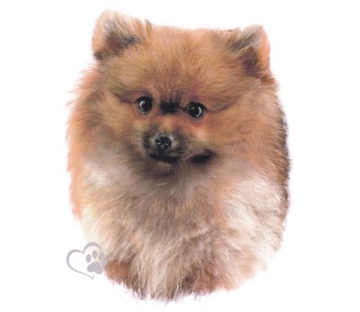 Pies Szpic Miniaturowy Pomeranian Naklejka Nalepka