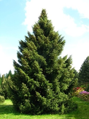 Świerk serbski Picea Omorika 50cm