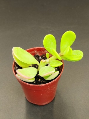 Senecio jacobsenii 247