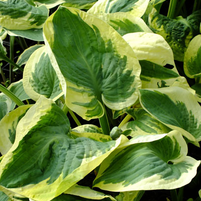 Funkia - HOSTA SNOW CAP mrozoodporna