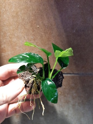 Anubias NANA na lawie -GOTOWA MINI OZDOBA