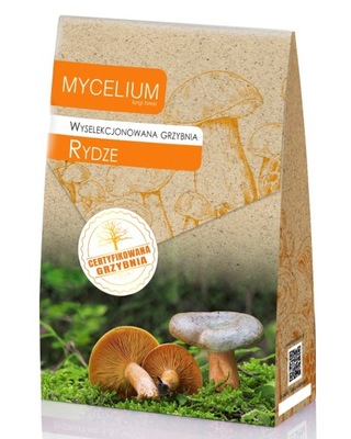 RYDZE, MLECZJ RYDZ wyselekcjonowana grzybnia Mycelium