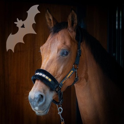 Harry's Horse Kantar z uwiązem Halloween COB
