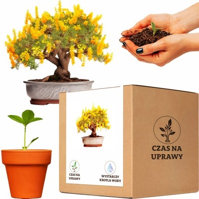 Zestaw do uprawy Akacja Srebrzysta bonsai