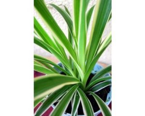 ZIELISTKA BIAŁO - ZIELONA CHLOROPHYTUM STERNBERGA