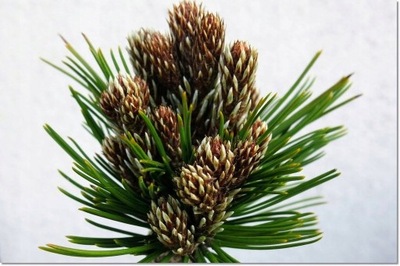 Pinus heldreichii 'Hera' - Rarytas !!!