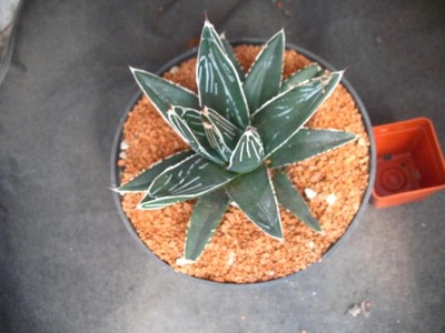 Agave victoriae-reginae 3841 don13cm PB0419P