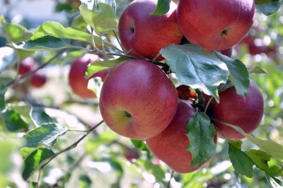 Jabłoń DELIKATES smaczne kruche soczyste owoce
