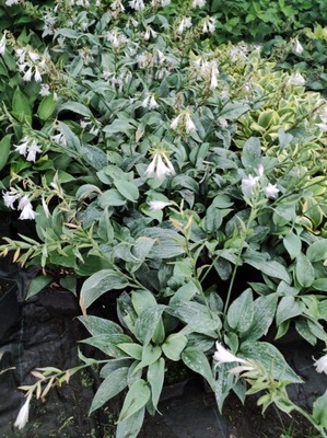 Hosta Funkia Fragrant Blue