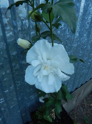 HIBISKUS WHITE CHIFFON NA PNIU 100CM