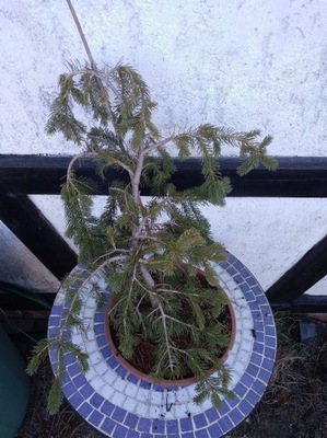 Picea abies 'Inversa' - Świerk pospolity (PŁACZĄCY
