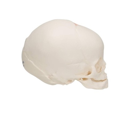 Model czaszki płodu 3B Scientific A25, naturalny