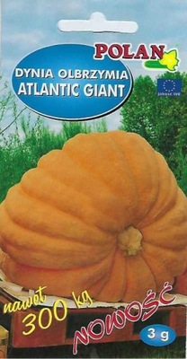Dynia olbrzymia Atlantic Giant