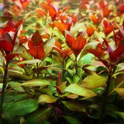 Ludwigia Repens Red (czerwona) XXL