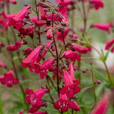 Penstemon 'Andenken an Frederik' (Żółwik)