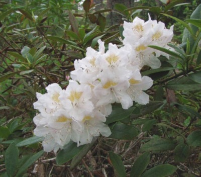 RODODENDRON CUNNINGHAM'S WHITE różanecznik BIAŁE