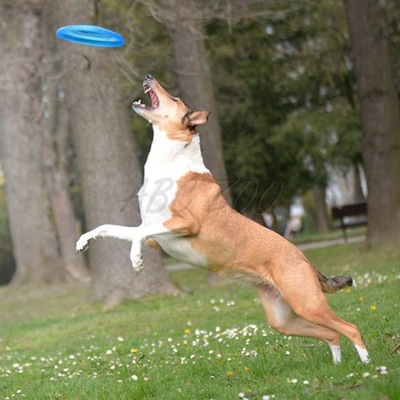 Frisbee dla psa zabawka