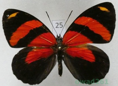 Callicore cynosura (Doubleday & Hewitson, 1847) Peru25
