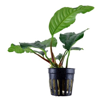 Anubias barteri coffeefolia