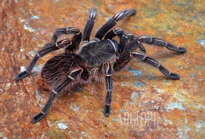 Aphonopelma seemani L3/4 - Ptasznik naziemny