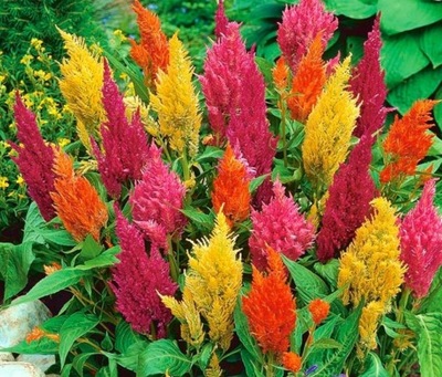 139. Celozja pierzasta