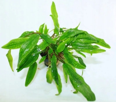 Cryptocoryne nana - koszyk