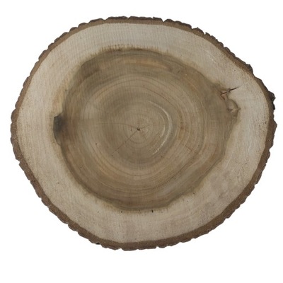 Unikatowy plaster drewna orzech 38-43/5,5 cm