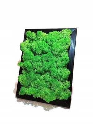 Mech Reniferowy żywy obraz chrobotek obraz z mchu