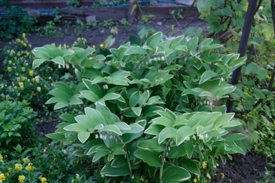 Kokoryczka sierpowata Polygonatum falcatum 'Variegata'