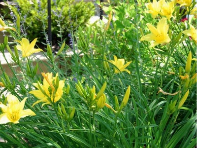 Liliowiec "hemerocallis" PUNCH YELLOW